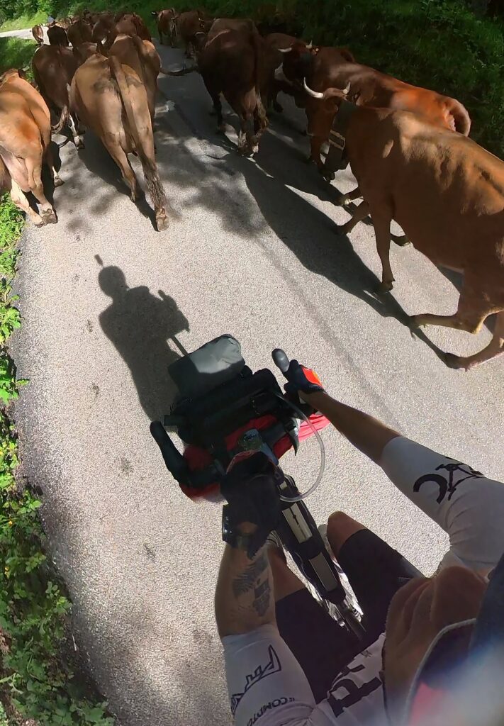 vaches transhumance